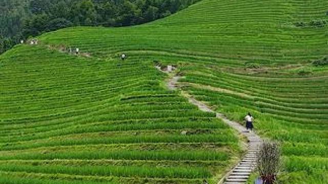 假如每个月给你5万，让你在这里呆5年不出山，自己种田种菜，没手机没网络，你愿意吗
#龙脊梯田 #治愈