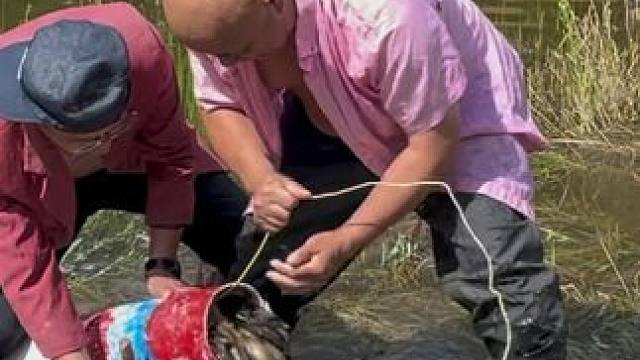 #户外捕鱼 #好多鱼