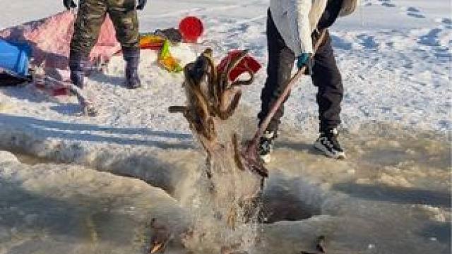 #户外捕鱼 #好多鱼