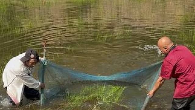 #户外捕鱼 #好多鱼