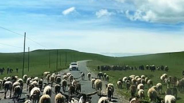 久别的草原，漂泊的游子又回到你身旁，一切都还是那么熟悉，那么亲切#美丽的草原风光无限  #每一帧都是