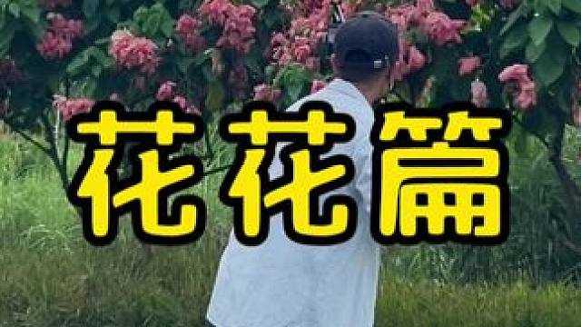 出游看到花花美景试试这样拍。#手机摄影 #拍花技巧 #拍花技巧 #治愈系风景 #随手一拍都是美景