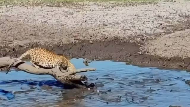 大旱时节，花豹不得不捕鱼为生