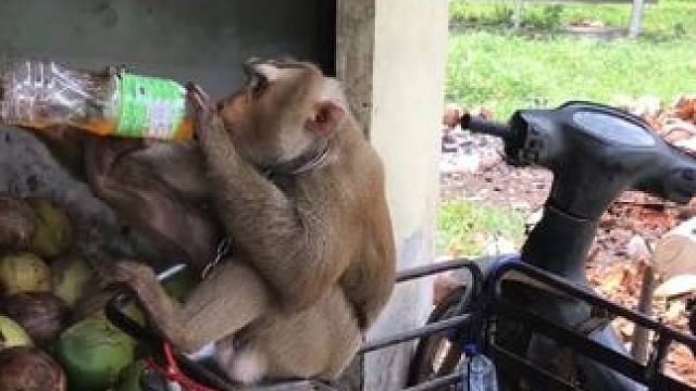 打工猴喝饮料 #国外视频分享 #猴子成精 #黔灵山同款猴