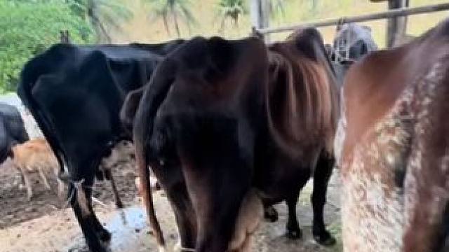 一头牛实现牛奶自由 #国外视频分享 #奶牛养殖 #挤牛奶