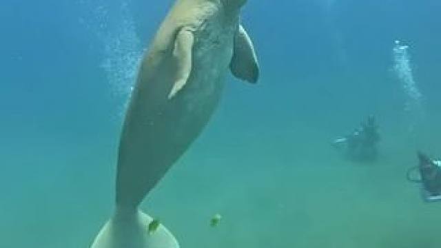 美人鱼原型儒艮 #国外视频分享 #野生动物零距离 #儒艮