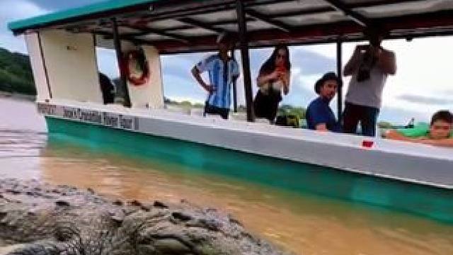 #国外视频分享 #野生动物零距离 #鳄鱼