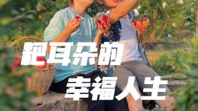 石榴丰收季节到了 #石榴