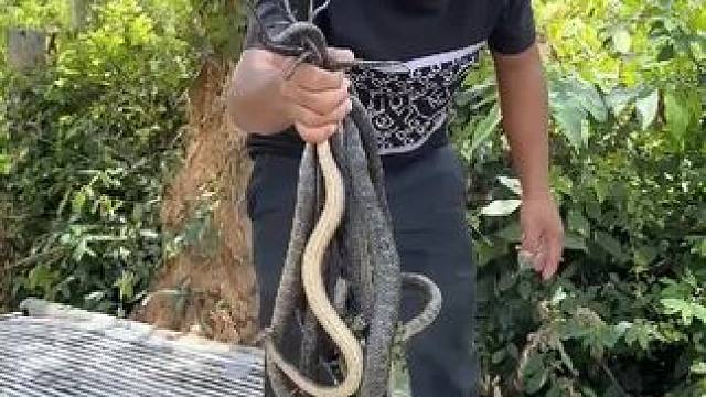 东南亚矮子 #我的乡村生活 #东南亚八面佛 #原始美味 #农村生活