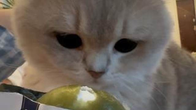 胖不吃 就闻闻#小猫日记