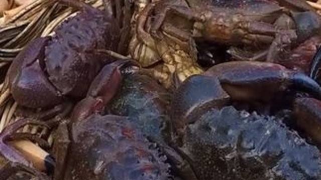 寻找和捕捉螃蟹瀑布和烹饪螃蟹辣午餐 #螃蟹 #野外抓螃蟹 #野外生活纪录片 #原始美味 #大海的味道