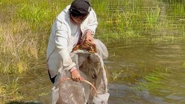 #户外捕鱼 #好多鱼