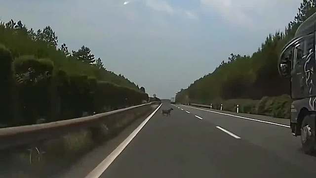 高速上正常行驶，突然一只小动物跑了出来，你会撞上去吗#汽车知识 #每天一个用车知识