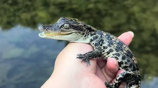 #鳄鱼 #爬宠 包养一只小鳄鱼是什么样的体验？