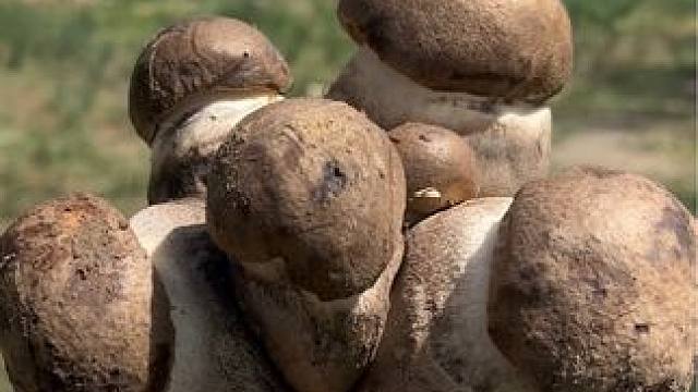 出来就有收获#新疆野生菌 #感受大自然的气息和美景 #大自然的馈赠 #捡菌子 #捡不完根本捡不完