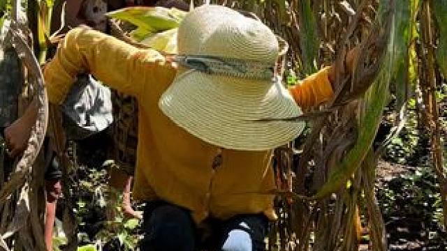 大家快来吃！#玉米粑粑#地方特色美食 #双凤#大自然的馈赠#农村美食