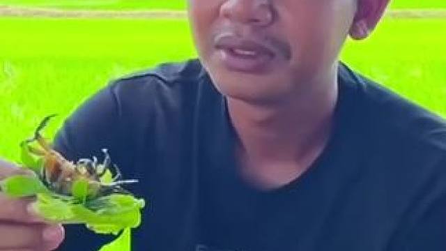 东南亚地包天来了（吃螃蟹沙拉） #我的乡村生活 #东南亚八面佛 #原始美味 #农村美食记录生活 #田