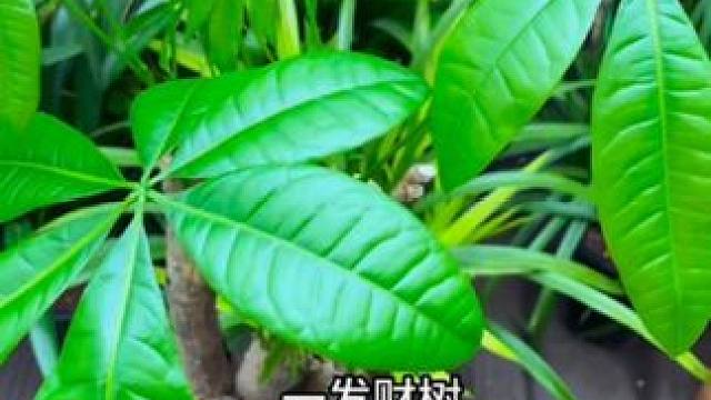 养花小技巧#生活小妙招#养花小知识#上热门