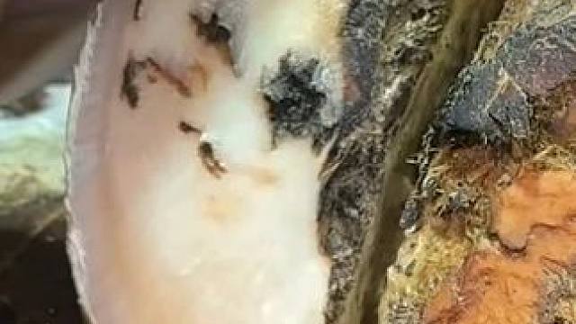 让小哥再次返场的跛脚牛牛#解压#修牛蹄