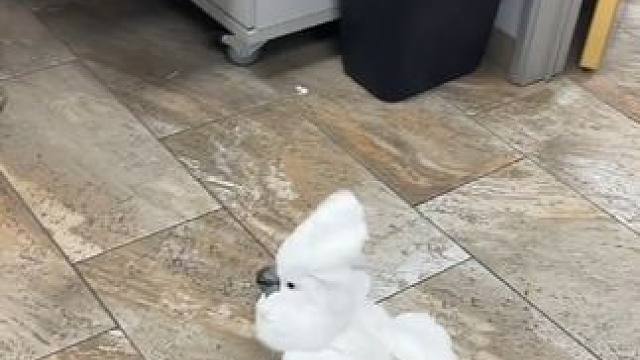 鸟中哈士奇白凤头鹦鹉 #国外视频分享 #奇妙的动物 #宠物