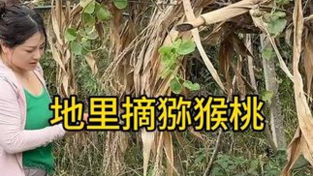 所有猕猴桃都是农家地里新鲜采摘，农民不容易