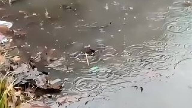 清理排水口 看着都解压#解压 #国外视频分享