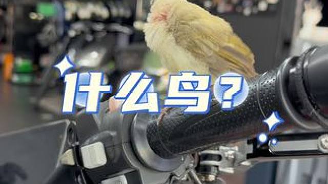 不知道是什么鸟，不走了。上辈子可能也是个骑士。#关注我圆你机车梦