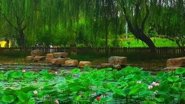 #早上好荷花真美