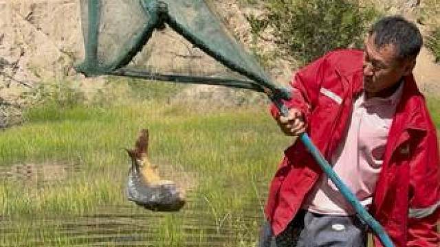 #户外捕鱼 #好大一条鱼