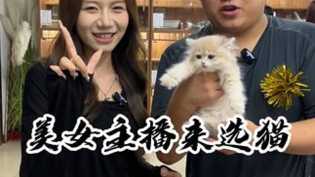 02年的主播小姐姐成功拿下一只蓝金！#壮实说猫 #蓝金