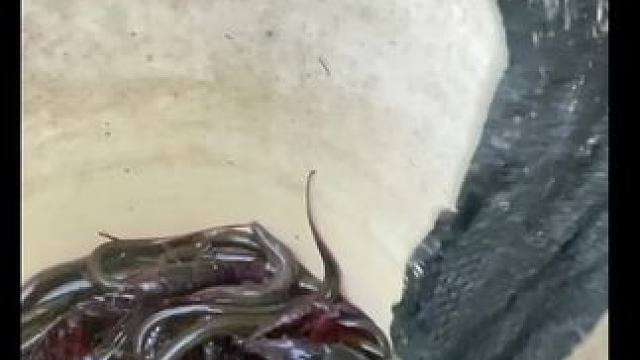 说住 这可是龙虾
俺爸叫我掂扳它
还熊我“半吊子”咋了又#田间地头  #逮鱼摸虾   #童年的记忆 