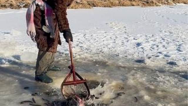 #户外捕鱼 #好多鱼