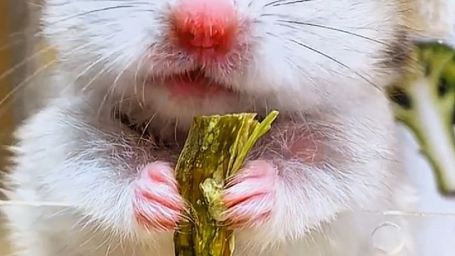 沉浸式吃西兰花的小小的鼠