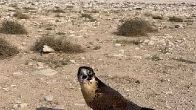 阿拉伯土豪的宠物游隼收获一顿大餐 #国外视频分享 #奇妙的动物 #宠