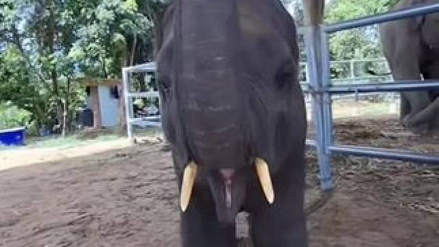 云南主打巅峰赛，大象又来上分了。#云南打跳 #云南巅峰赛 #大象 #人与动物和谐共处 #旅行推荐