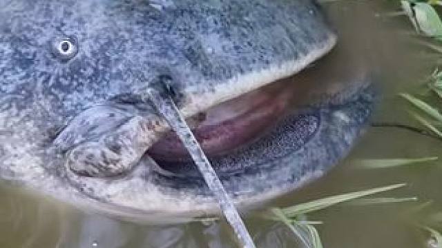 #这鱼哪个钓友看了不羡慕 #每个钓鱼人都有个百斤巨物梦