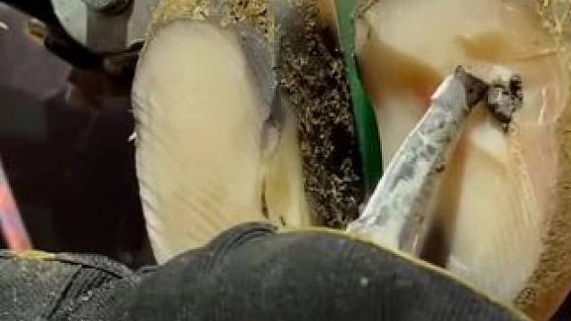 牛蹄卡进了石头，可让小哥一顿深挖#解压#修牛蹄