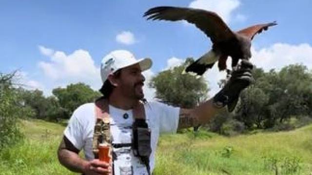 宠物栗翅鹰 #国外视频分享 #奇妙的动物 #宠物