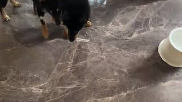 忙点好啊#萌宠日常记录 #萌宠出道计划