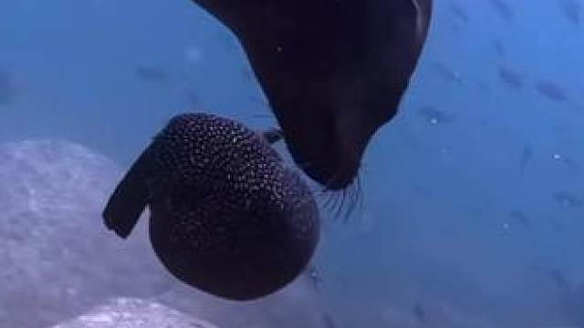 看得出来是要气炸了又无可奈何#潜水女孩 #一起看看海底世界 #神奇的海豹 #潜水教练