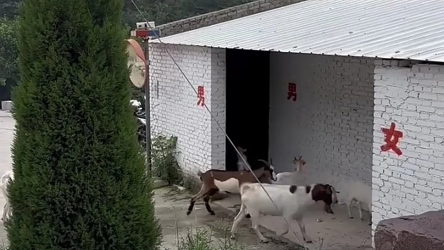 厕所改成羊圈了吧？