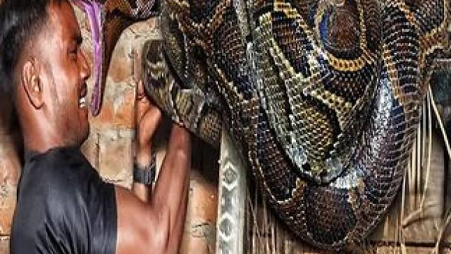 4米长食人巨蟒，闯进印度婚礼现场，作死三哥居然徒手捕蛇 #野外生活纪录片 #巨蟒 #农村生活