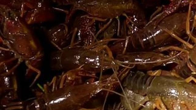 开户抓吓模式，继续分享抓虾。#抓龙虾 #野生河虾 #真实户外 #抓黄鳝 