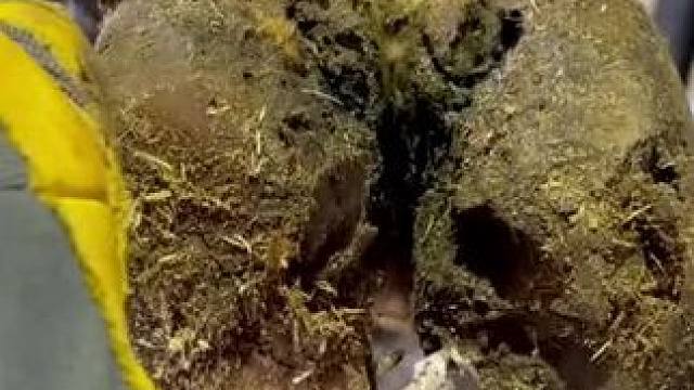 又软又Q 的牛蹄里面，居然有个大洞#解压 #修牛蹄