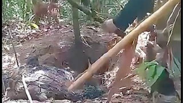 帮助野猪搬家 #原始技术 #纪录片解说 #荒野求生