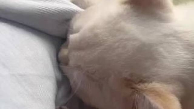 #记录猫咪日常 小猫师傅今天又上岗了#被迫营业的猫猫 #傻猫的日常 #粘人精 #猫宝宝