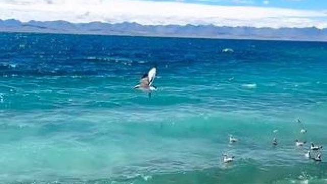 穷游 富游 都比不过少年游.#西藏