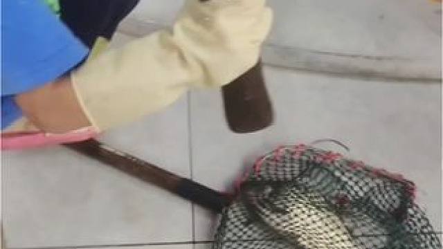 对付青岛路虎女应该象这小男孩一样#青岛路虎女#遇到事情不要慌 #意不意外 #最忙的小孩 #从小抓起从