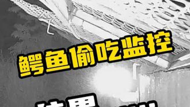 鳄鱼偷吃监控，结果......#鳄珍 #鳄珍鳄鱼酒 #鳄鱼养生酒