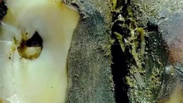 一个虫洞藏身于牛蹄之中，难怪牛牛每天都喊痛 #解压 #助眠 #治愈 #强迫症 #极度舒适